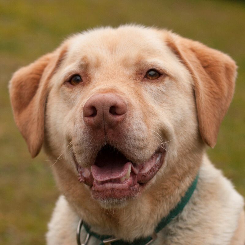 Leonell, Labrador, 6 Jahre, männlich, Tierhilfe Franken e.V. in Lauf a.d. Pegnitz