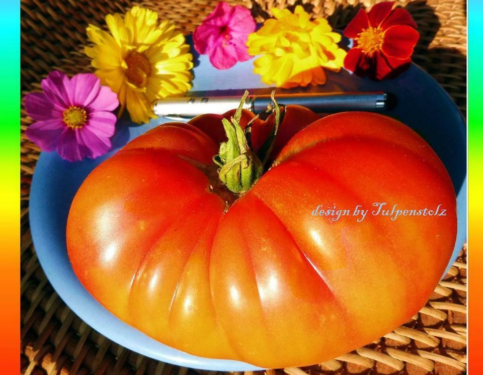 ♥ Große Tomate BIG Rainbow Alte samenfeste Sorte,Samen,Garten Rar in Hamburg