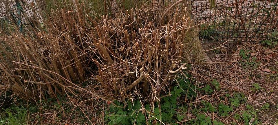 Schnell abholen! Immergrüne Hecke durchmesser 1,50 in Berlin