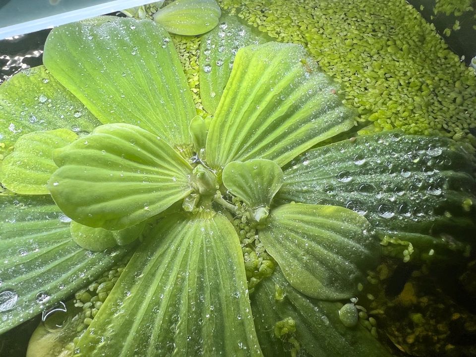 Muschelpflanze für Teich oder Aquarium in Fürth