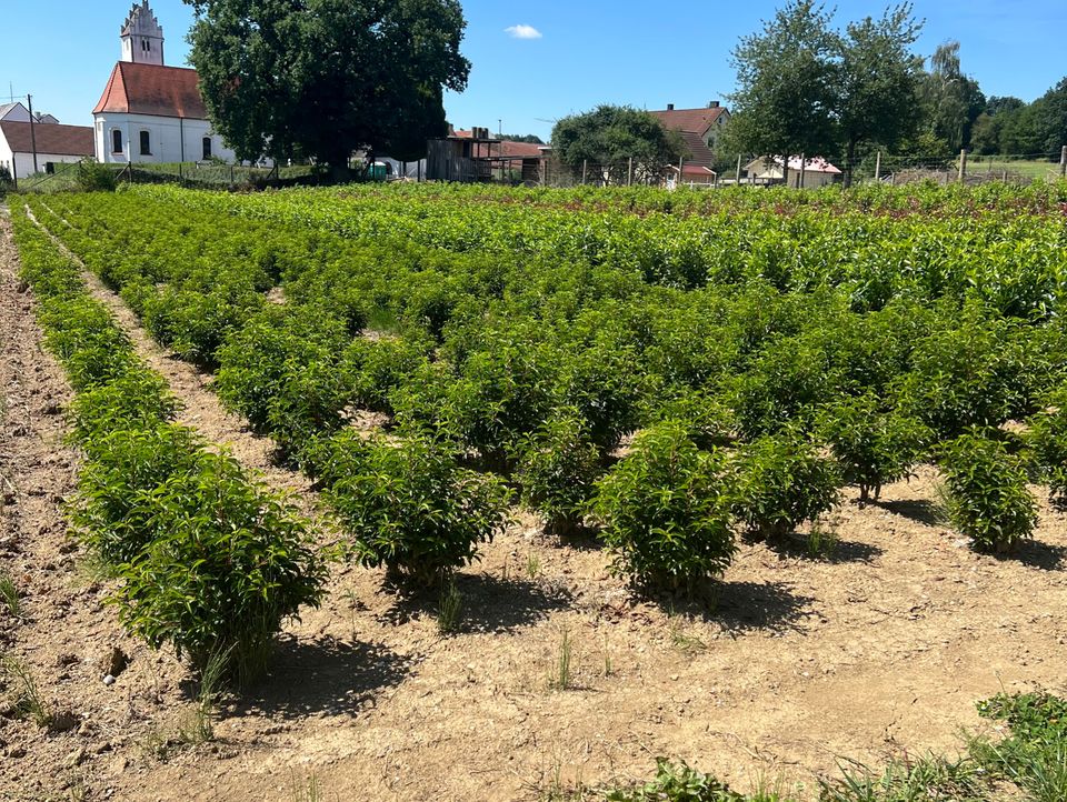 Portugiesischer Kirschlorbeer | Bayernhecke' in Wasserburg am Inn