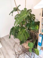 Monstera Deliciosa Baden-Württemberg - Krauchenwies Vorschau