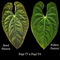 Anthurium papillilaminum T7 x T4 Seeds Samen Bochum - Bochum-Mitte Vorschau