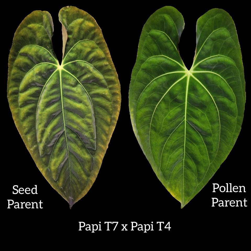 Anthurium papillilaminum T7 x T4 Seeds Samen in Bochum