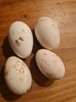 Gänse Eier Bruteier Nordrhein-Westfalen - Nottuln Vorschau