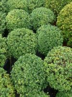 Suche Japanische Stechpalme Ilex Crenata Dark Green gesucht Nordrhein-Westfalen - Stemwede Vorschau