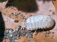 Asseln Armadillidium Vulgare "Magic Potion" Nordrhein-Westfalen - Mülheim (Ruhr) Vorschau