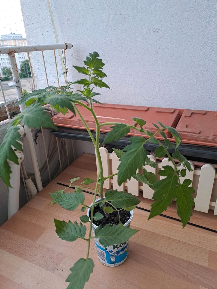 Tomatenpflanzen, BIO,Hoche-40cm in Magdeburg