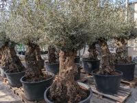 knorriger Olivenbaum, Olea europaea Rheinland-Pfalz - Lingenfeld Vorschau