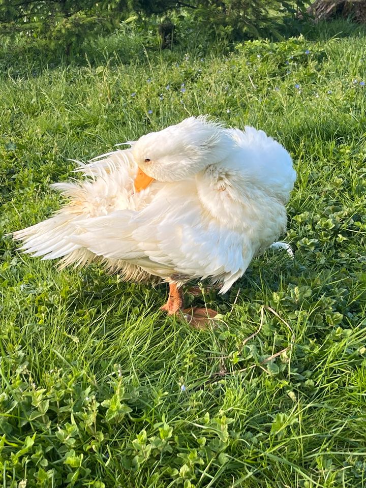 Deutsche Pekingenten in Stockach