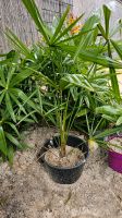 Winterharte Hanfpalme Trachycarpus fortunei aus dem Garten ab 1€ Nordrhein-Westfalen - Moers Vorschau