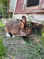 1 Jahr alter Hase weiblich Bayern - Rammingen Vorschau