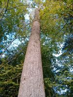 Pappel Stamm Baum Holz Brennholz Säge Forst Baden-Württemberg - Bad Wurzach Vorschau