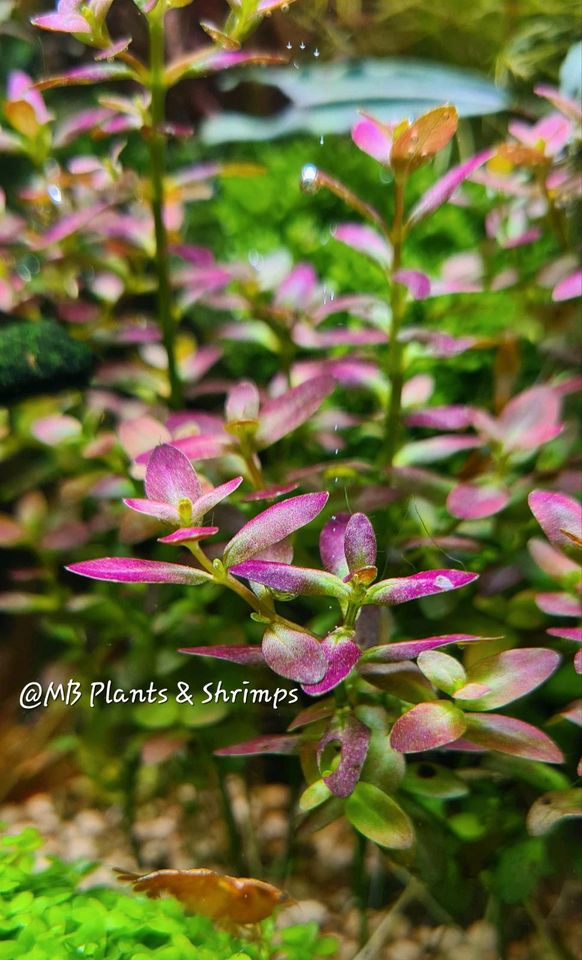 Rotala ramosior "Florida" Aquariumpflanze Aquarienpflanze in Bünde