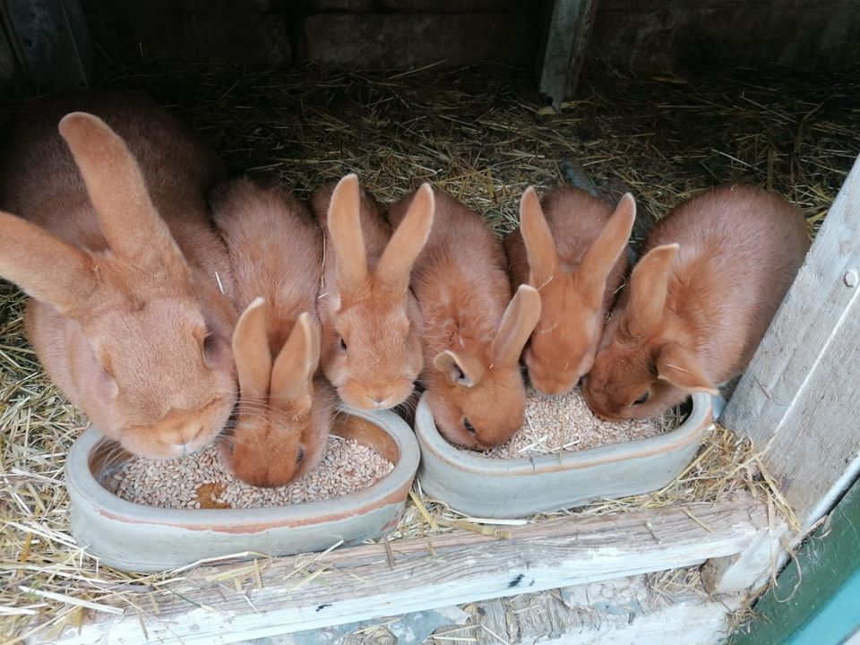Reinrassige Rote Neuseeländer - Kaninchen - zu verkaufen in Glauchau