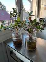 2 Cluisa, Balsamapfel, Wasserpflanzen Nordrhein-Westfalen - Remscheid Vorschau