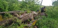 Stammholz zu verschenken Saarland - Völklingen Vorschau