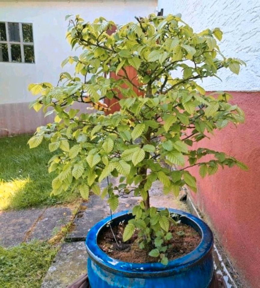 15 Jahre alte Buche als Bonsai geschnitten in Lohra