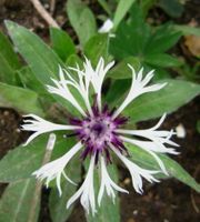 Berg Flockenblume Centaurea montana 'Amethyst in snow' Staude Hessen - Liebenau Vorschau