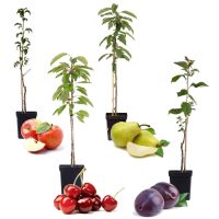 ✅NEU✅ 4er Set Obstbäume (Kirsch, Birne, Apfel, Pflaume) 60-70cm 3 Essen - Bredeney Vorschau