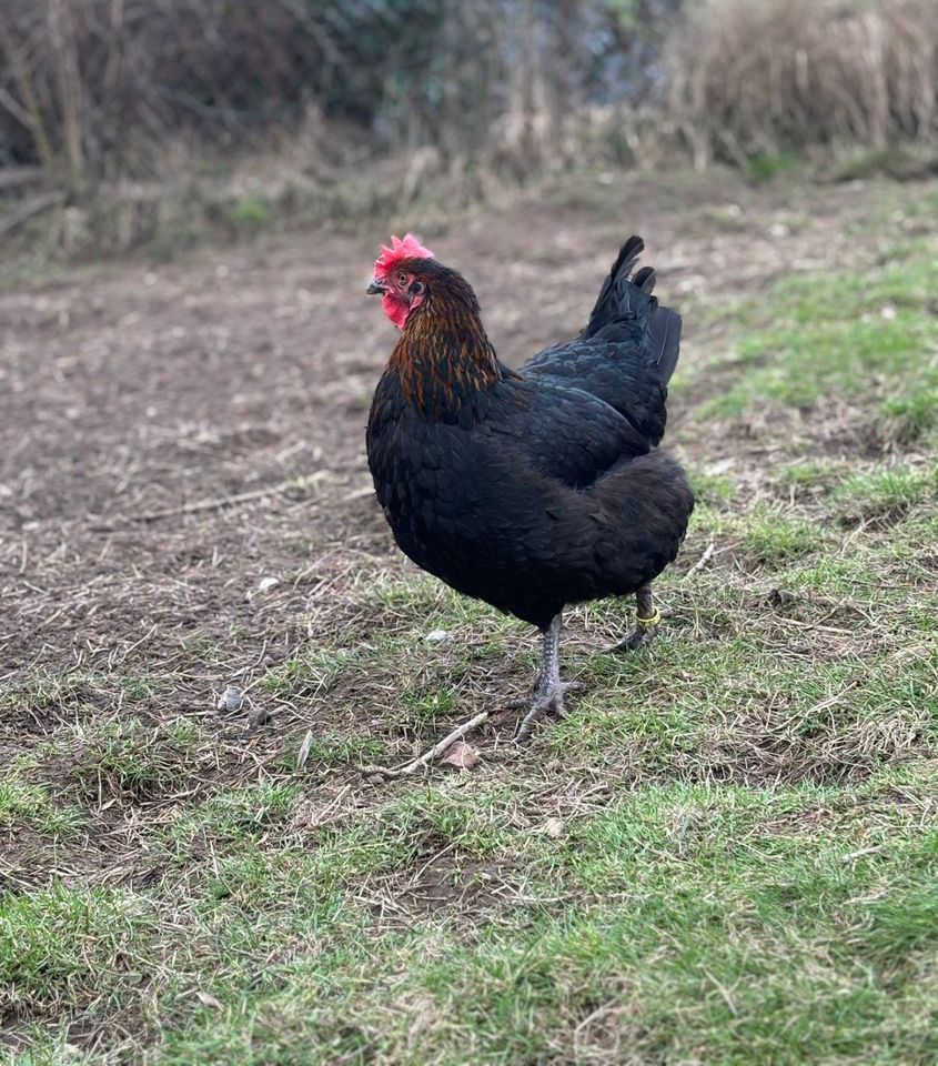 ⭐Bruteier Olivleger, Buntleger, Easteregger, Marans sk, Hühner⭐ in Kronach