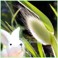 ♥ Hasenschwanz Gras Bunny Tails,Samen Ziergräser,Kinder Garten Eimsbüttel - Hamburg Schnelsen Vorschau