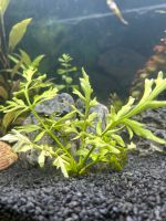 Aquariumpflanze, Wasserpflanze Hessen - Baunatal Vorschau