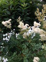 Mädesüß, Heilpflanze Filipendula ulmaria, Ableger Niedersachsen - Rosengarten Vorschau