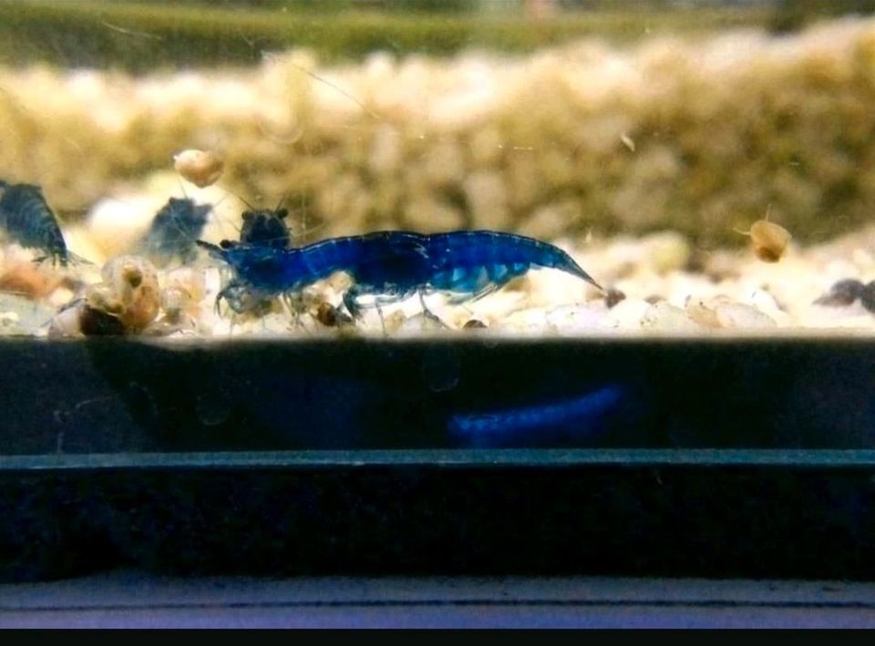 Bd freie blue Dream Garnelen Neocaridina Zwerggarnelen Garnlene in Celle