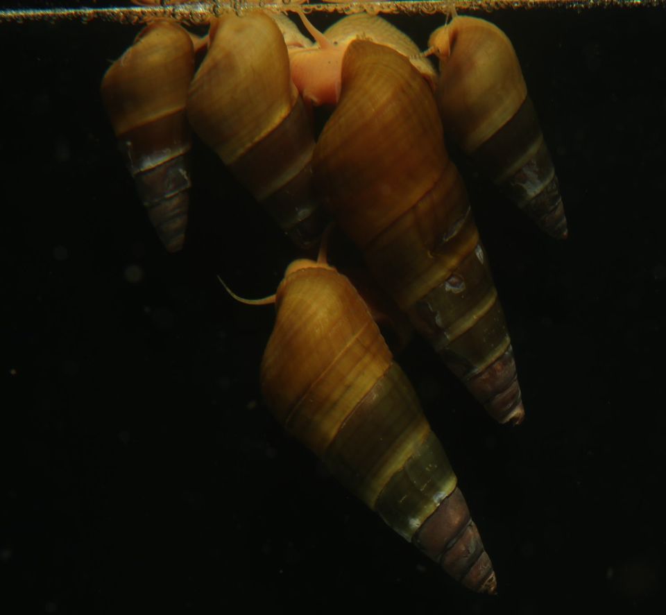 Tylomelania sp. Apricot / Oliv - Turmdeckelschnecke - Sulawesi in Dresden