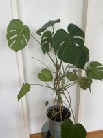 Monstera Deliciosa inkl. Topf Friedrichshain-Kreuzberg - Friedrichshain Vorschau