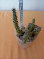 Kaktus - viele kleine Kaktuskinder Leipzig - Leipzig, Zentrum-Ost Vorschau