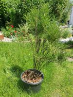 Säulenfaulbaum  Fineline Bayern - Burgheim Vorschau