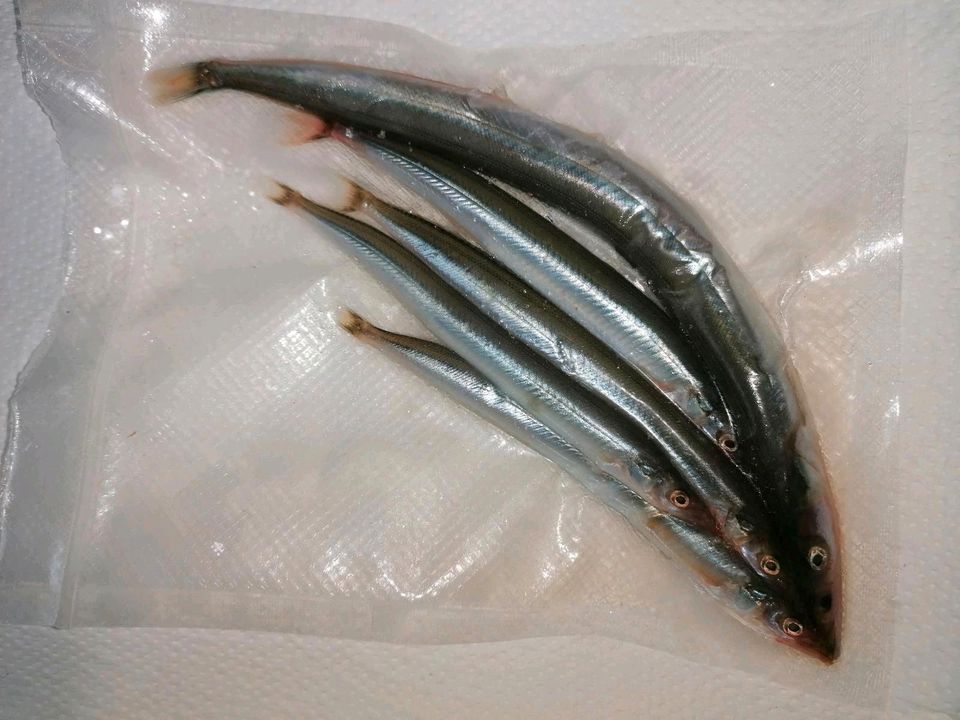 Köderfisch Sandaal Tobiasfisch Angeln in Emden