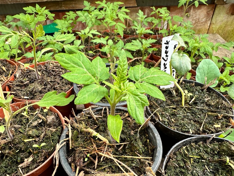 Tomaten Pflanzen in Stockach