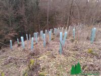 Wuchshülle, Baumschutzsäule, Forstpflanzen - Einzelschutz - Forst Bayern - Adelschlag Vorschau