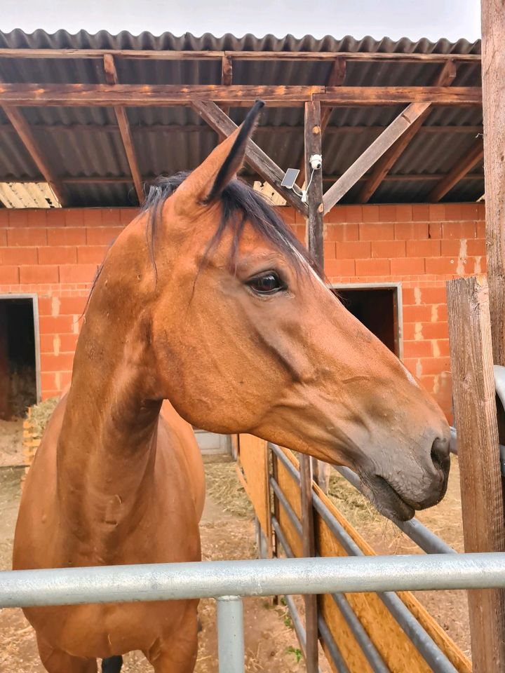 Warmblut Stute in Bischofsheim