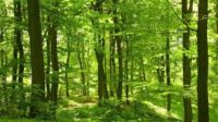 Der Wald ist grün , Sachsen-Anhalt - Lutherstadt Wittenberg Vorschau