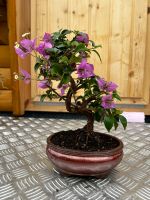 Bougainvillea  Bonsai Saarbrücken-West - Klarenthal Vorschau