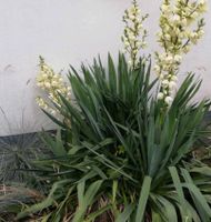 Palmlilie, Pflanze, Garten, Yucca Niedersachsen - Neukamperfehn Vorschau