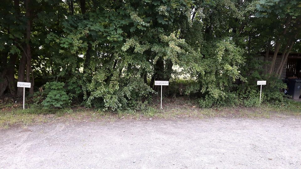 Insel Usedom Ostsee kleine Ferienwohnung in Trassenheide