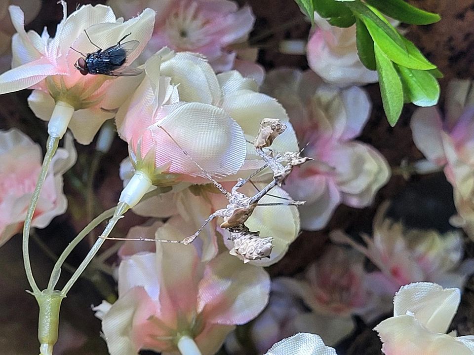 Sybilla pretiosa  ☆Gottesanbeterin, Mantiden, Nymphen☆ in Hamburg