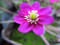 15 Korn Saatgut von Hepatica nobilis ROSA Baden-Württemberg - Singen Vorschau