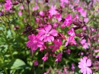 Rote Lichtnelke Silene dioica Samen Bayern - Vilgertshofen Vorschau