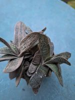 Gasteria succulente Pankow - Buch Vorschau