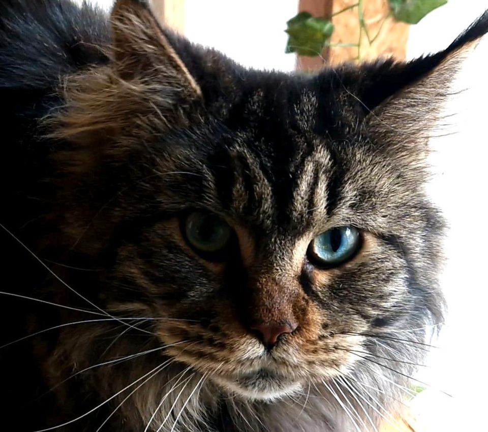 Maine Coon  Gentel Gigant Katze in Morsbach