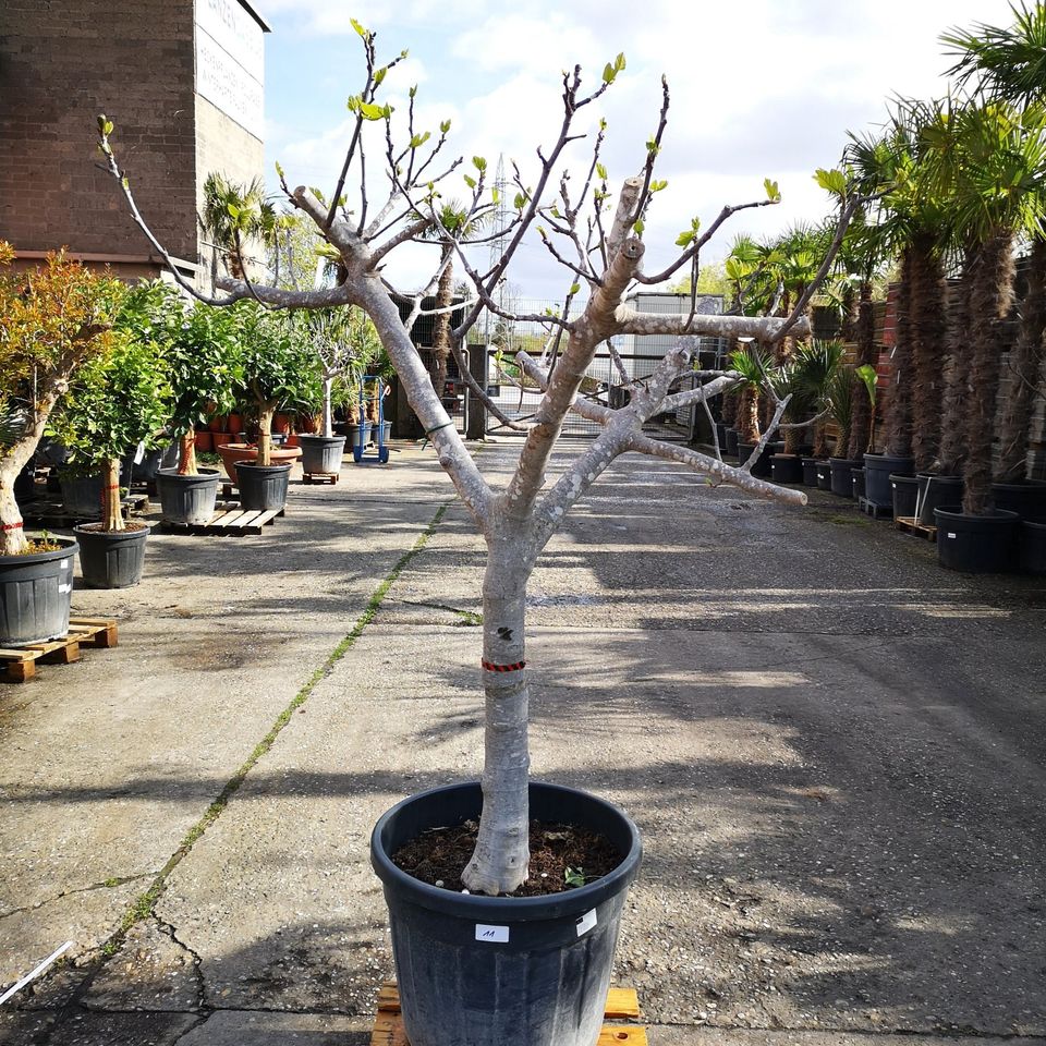 Feigenbaum Ficus Carica 30/40cm Stammumfang 200-230cm hoch in Oberhausen