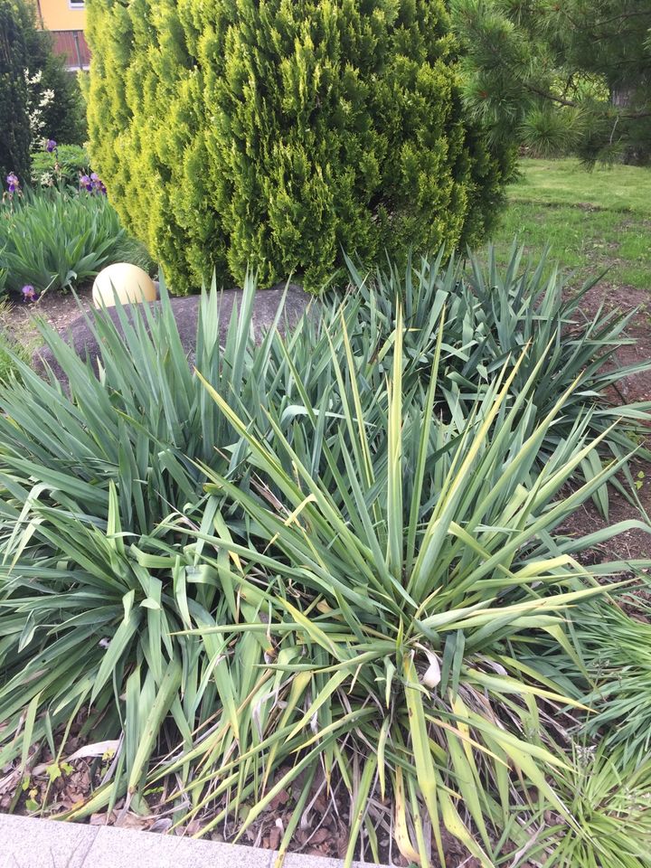 Fädige Palmlilien / Garten-Yucca, verschiedene Größen, Blüte weiß in Bühl