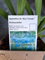 Schmuck Lilie Agapanthus 3 Stück Niedersachsen - Twist Vorschau