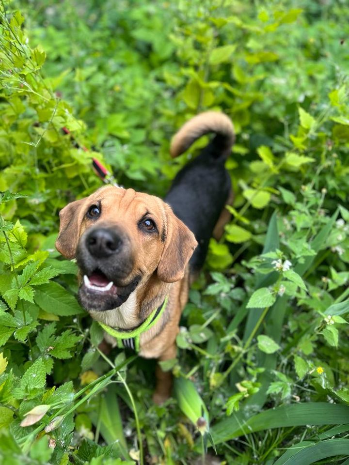 Bobby aus dem Tierschutz (1 Jahr) in 87648 Aitrang in Aitrang